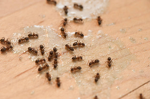 Pest Control Cost in Cowpens, SC